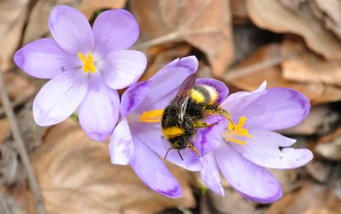 Bumblebee, bee on flower Stock Photos