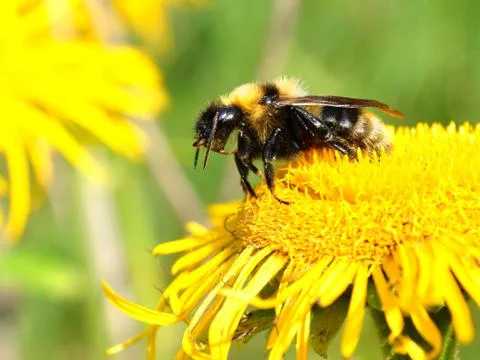 Bumblebee, bee on flower Stock Photos