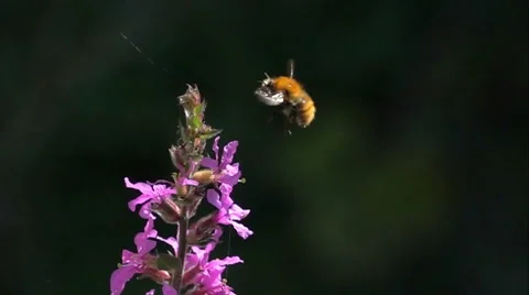 Bumblebee bee flying Stock Footage 68192045