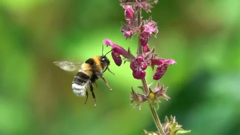Bumblebee Bee flying Stock Footage