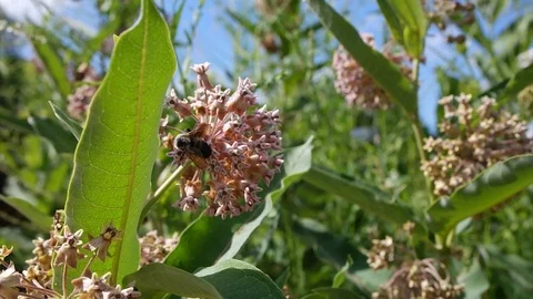 Bumblebee bee pollinating a flower in the park Stock Footage 77796356