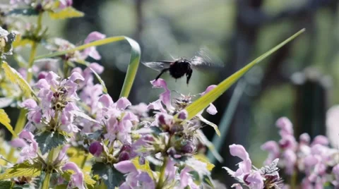 Bumblebee Bee pollinating flowers and flying Stock-Footage 68051280