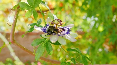 Bumblebee Bee on a violet white and blue flower collecting pollen. Stock Footage 125819446