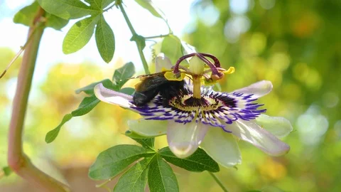Bumblebee Bee On A Violet White And Blue Flower Collecting Pollen Stock Footage 125849434