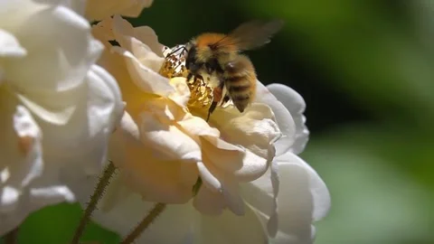 Bumblebee Bee on white orange rose Flower. A lot of pollen. Видео 340410399