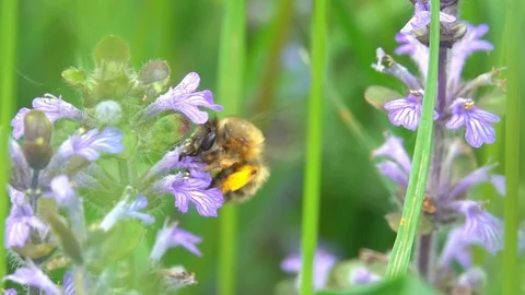 Bumblebee bee working harvesting pollen on purple flowers in countryside Stock Footage 89875297