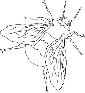 Bumblebee. Beetles coloring pages. Vector, hand drawn illustration. Stock Illustration