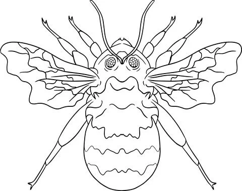 Bumblebee. Beetles coloring pages. Vector, hand drawn illustration. Stock Illustration