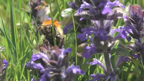 Bumblebee Big Bee flying Stock Footage 113804667