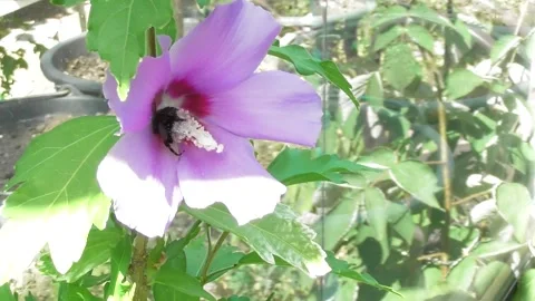 Bumblebee in a big purple flower Video stock 339365654