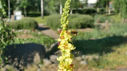 Bumblebee with a black mullein flowers Stock Footage 201515306