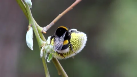 Bumblebee is black with yellow stripes Stock Footage 195326755