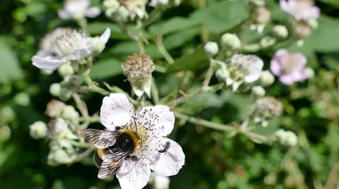Bumblebee in the blackberries Stock Footage 55259783
