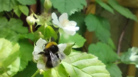 Bumblebee on blackberry blossoms Stock Footage 244154229