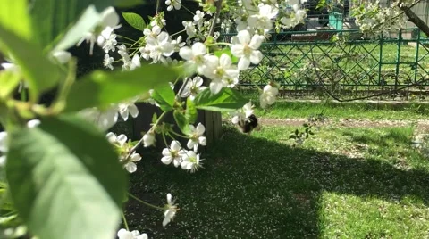 Bumblebee. Blooming cherry Stock Footage