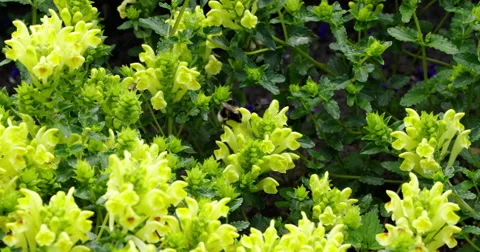 Bumblebee at blooming flowers 4K Vidéo 50982196