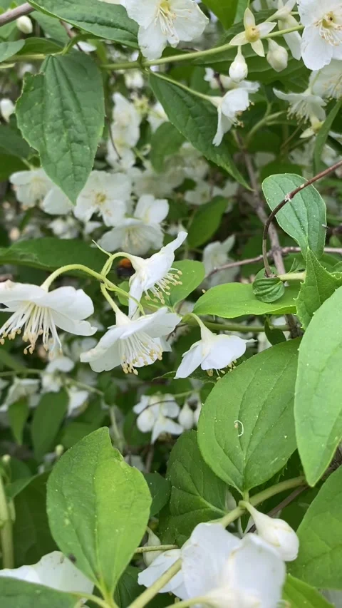 Bumblebee on a blooming jasmine Stock-Footage 241296253