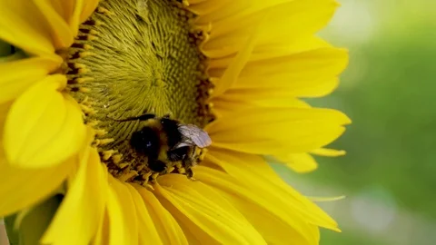 Bumblebee on blooming sunflower Stock Footage 113696624