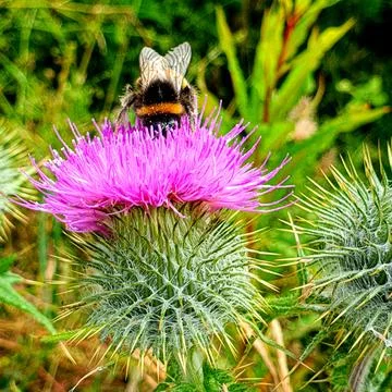 Bumblebee on a blooming thistle Stock Photos