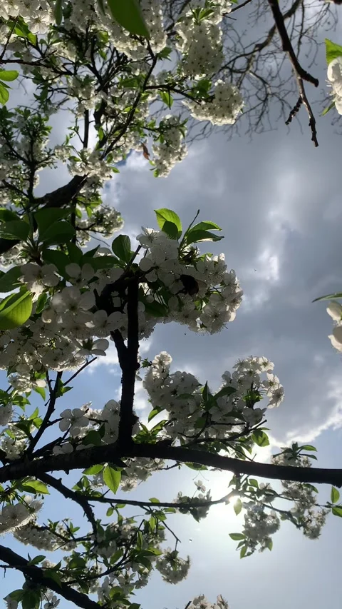 Bumblebee on Blooming Tree Branch, Spring Macro Stock Footage 328107038