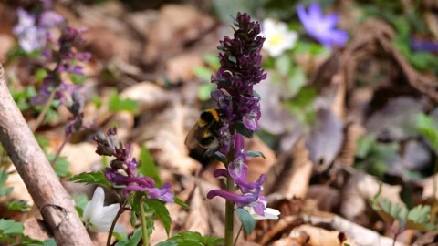 Bumblebee on a blossom Stock Footage 172598947