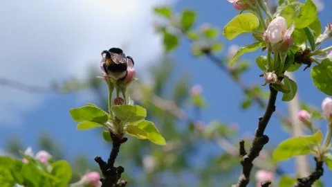 Bumblebee on a blossoming apple tree. bumblebee collecting pollen close-up Stock Footage 195122585