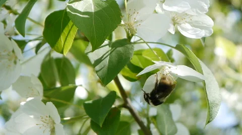 Bumblebee on a blossoming Apple-tree Stock Footage 63433482
