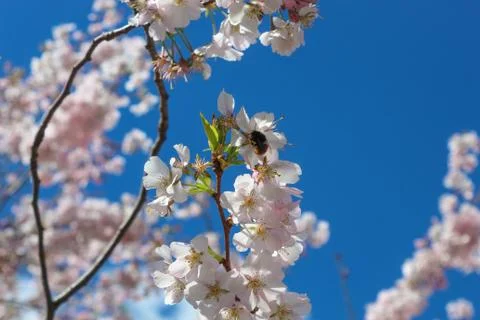 Bumblebee on a blossoming cherry Stock Photos