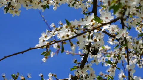 A bumblebee on blossoming plum tree against a blue sky. 스톡 동영상 333957427