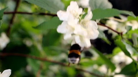 Bumblebee on Blossoming Tree Video stock 93385387