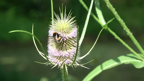 Bumblebee on blossoming wild teasel Dipsacus fullonum Stock Footage 93355051