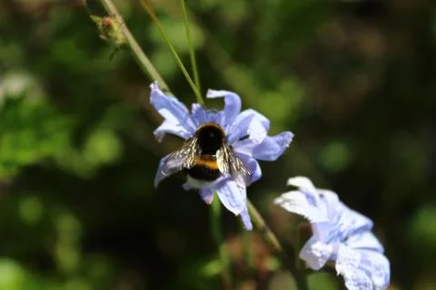 Bumblebee on a blue chicory Foto stock