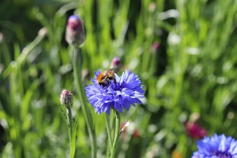 Bumblebee on a blue cornflower in a meadow Stock Photos