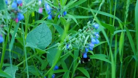 A bumblebee on a blue flower eats nectar. Stock-Footage 155861022