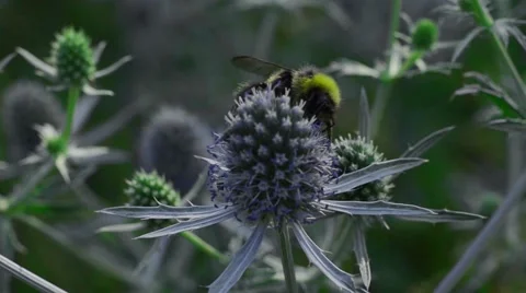 Bumblebee on the blue flower Stock Footage 52372537