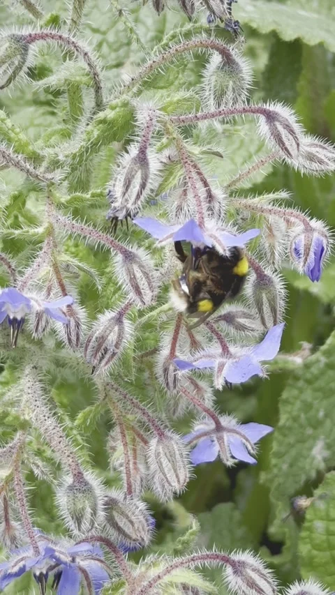 Bumblebee on blue flower macro video Stock Footage 311512225