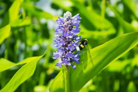 Bumblebee on blue flower Stock Photos