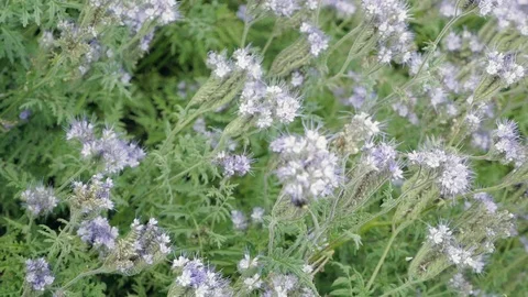 Bumblebee on blue flower slices nectar. Humblebee flies around flower. 库存影片 76897171