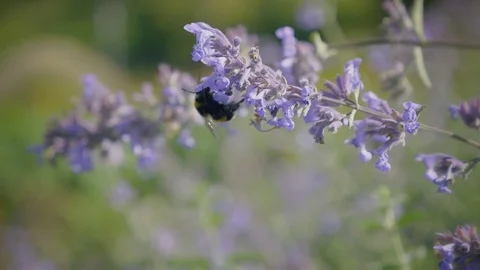 Bumblebee on blue flower slices nectar. Humblebee flies from flower to another. Vídeos de archivo 81797744