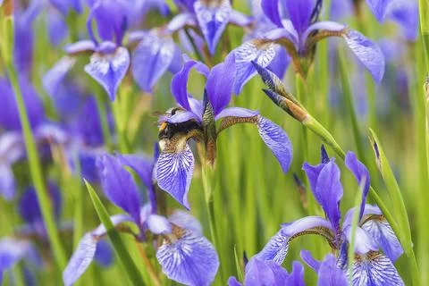 Bumblebee in a blue iris flower; close up Stock Photos