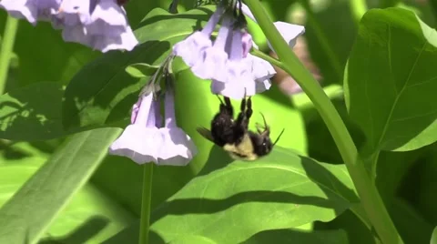 Bumblebee on bluebell flowers Stock Footage 62930729