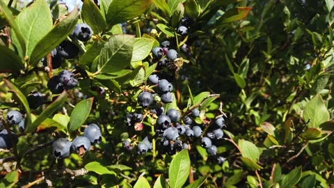 Bumblebee On Blueberry 動画素材 162007449