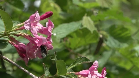 Bumblebee, (Bombus) Bombo Stock Footage 242524316