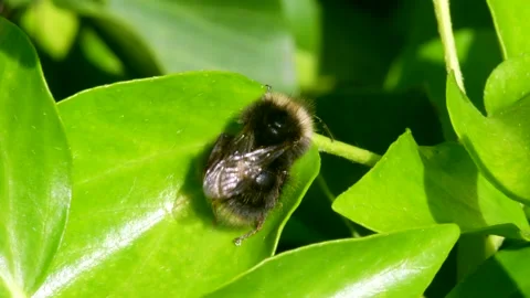 Bumblebee, Bombus - Bumblebee on green leaf Stock-Footage 156665104