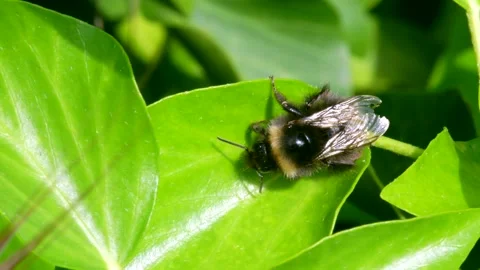 Bumblebee, Bombus - Bumblebee on green leaf Stock Footage 156665531