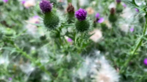 Bumblebee (Bombus) Stock Footage 281413440