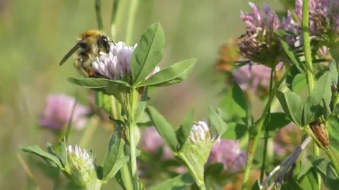 Bumblebee ( Bombus laesus ) colligit nectar in flore Stock-Footage 169766631
