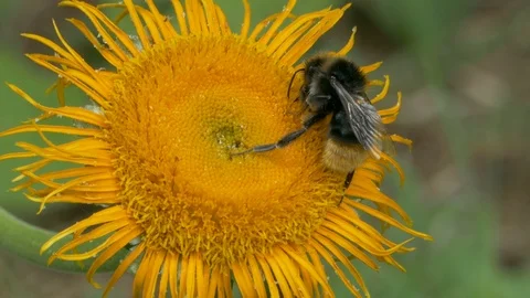 Bumblebee (Bombus) nectaring on Elecampane. Video stock 93685039