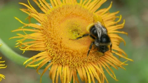 Bumblebee (Bombus) nectaring on Elecampane. Video stock 93688337