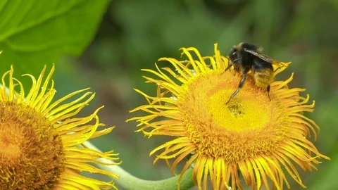 Bumblebee (Bombus) nectaring on Elecampane. Stock Footage 93692752